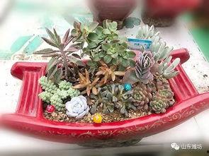 精品多肉吃瓜,探寻多肉植物中的“精品吃瓜”之旅 第1张 精品多肉吃瓜,探寻多肉植物中的“精品吃瓜”之旅 第1张